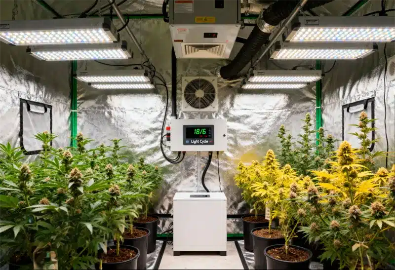 En interior, Gorilla Lemon Fire Regular ofrece cosechas densas y potentes bajo LED, con un sabor cítrico intenso y efecto equilibrado.