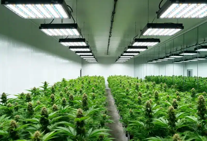 Gorilla x Tangie Regular ofrece cosechas densas y aromáticas bajo luces LED, con gran potencia y producción equilibrada.