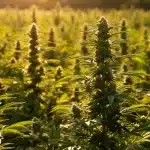 Floración colorida de Gorilla x Tangie Regular madura.