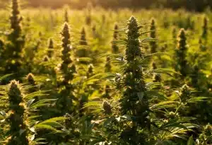 Floración colorida de Gorilla x Tangie Regular madura.