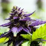 Grandaddy Purple Regular: belleza púrpura y aroma dulce.