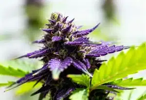 Grandaddy Purple Regular: belleza púrpura y aroma dulce.