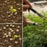 Mejores variedades Haze de floración rápida: Cultivo indoor