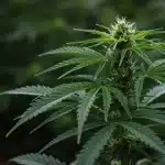 Jack Herer x Skunk en floración con cogollos resinosos y pistilos blancos.