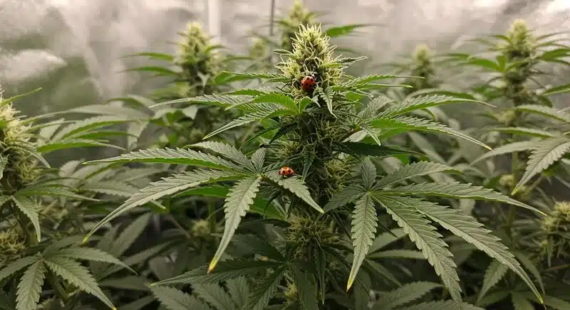 Planta de Jealousy F1 cultivada en interior con mariquitas sobre los cogollos como método ecológico de control de plagas. Esta genética F1 destaca por su estructura compacta y resistencia natural durante la floración.