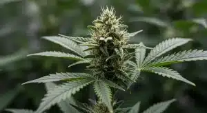 Jilly Bean Regular en floración con cogollos resinosos y pistilos blancos.