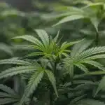 Semillas Skunk de estilo clásico (old school): Gran crecimiento.