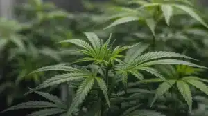 Semillas Skunk de estilo clásico (old school): Gran crecimiento.