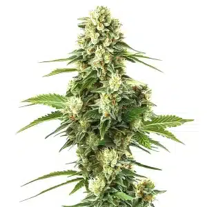 Planta de Lemon Kush F1 con cogollos densos y tricomas abundantes en floración avanzada.