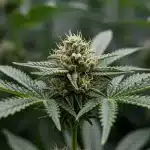 Lemonaid OG: Cogollo resinoso cítrico.