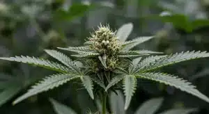 Lemonaid OG: Cogollo resinoso cítrico.