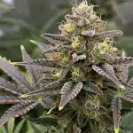 Lyly Sour x Blue OG: Cogollo púrpura resinoso.
