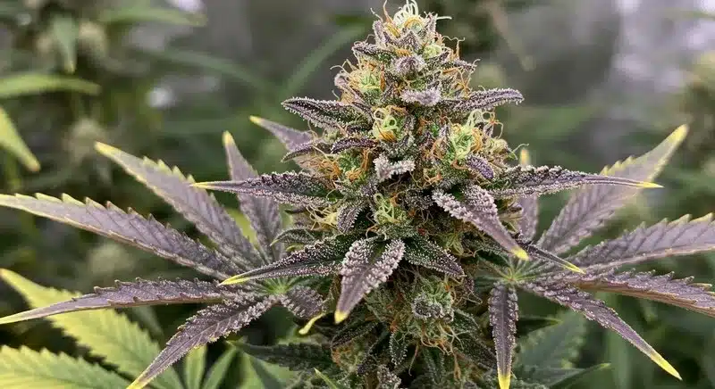 Lyly Sour x Blue OG: Cogollo púrpura resinoso.