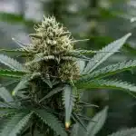 Master Kush Regular: Floración resinosa y potente.
