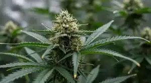 Master Kush Regular: Floración resinosa y potente.