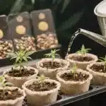 Mejores semillas de exterior de cosecha temprana: Germinación.