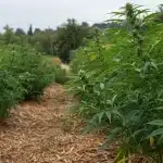 Nikki & Swami’s Taängie creciendo en un cultivo exterior.