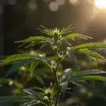 Northern Lights Kush Fast Version creciendo en exterior soleado.