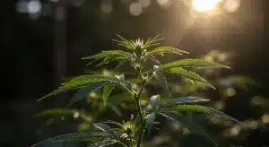 Northern Lights Kush Fast Version creciendo en exterior soleado.