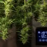 Northern Lights x Blueberry Auto en floración con control climático.