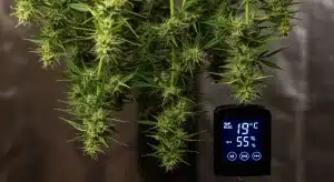 Northern Lights x Blueberry Auto en floración con control climático.