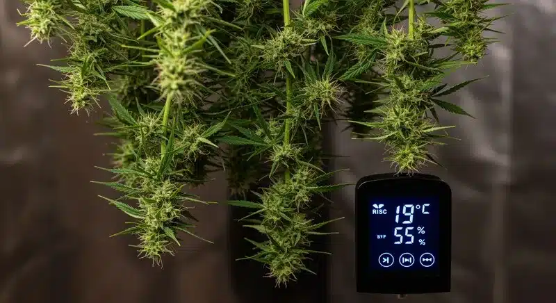 Northern Lights x Blueberry Auto en floración con control climático.