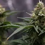 Northern Lights x Chronic en floración con cogollos resinosos.