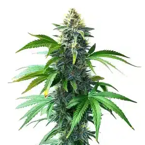 Planta de OG Kush F1 con cola principal grande, cogollos densos y abundantes tricomas.
