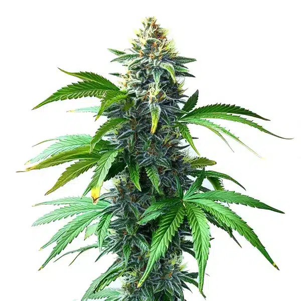 OG Kush F1