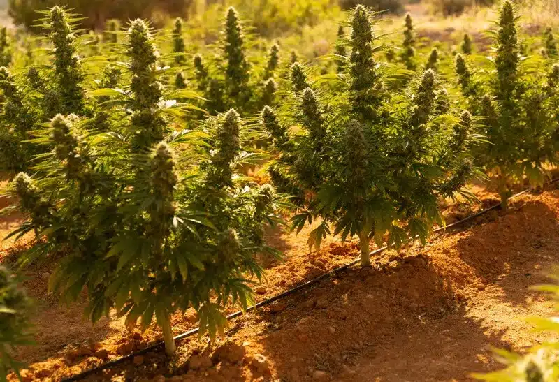 Orange Cookies prospera al sol, con cogollos densos y aroma a naranja dulce. Ideal para exteriores cálidos y amantes de sabores frutales.