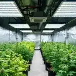 Orange Cookies: cultivo interior con aroma intenso.