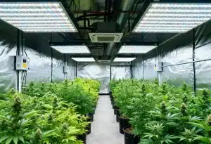 Orange Cookies: cultivo interior con aroma intenso.