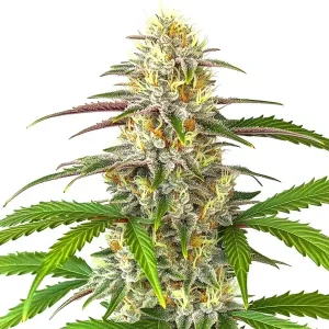 Cogollo de Pineapple Express Auto cubierto de tricomas y pistilos en una planta compacta y resinosa.