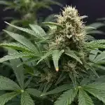 Planta Kali Mist en floración con cogollos densos y resinosos.