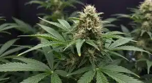 Planta Kali Mist en floración con cogollos densos y resinosos.