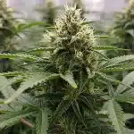 Mejores autoflorecientes compactas tipo Kush: Floración densa.