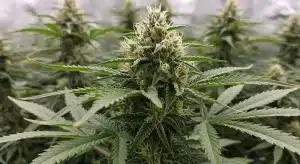 Mejores autoflorecientes compactas tipo Kush: Floración densa.