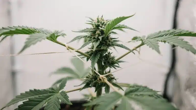 Planta de cannabis cultivada con método LST para mejorar la ventilación y el rendimiento. Estas semillas resistentes a la sequía muestran un crecimiento vigoroso y adaptable a entornos cálidos y secos.