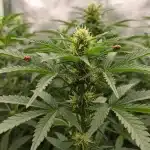 Planta de cannabis cultivada con semillas orgánicas o aptas para cultivo ecológico.