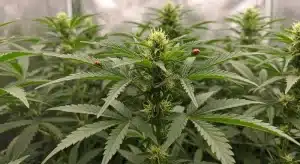 Planta de cannabis cultivada con semillas orgánicas o aptas para cultivo ecológico.