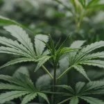 Lemon Jack Auto: Crecimiento vigoroso.