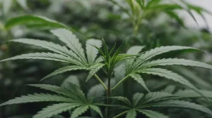 Lemon Jack Auto: Crecimiento vigoroso.