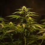 Mejores autoflorecientes para cultivar en invernadero interior.