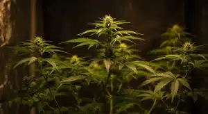 Mejores autoflorecientes para cultivar en invernadero interior.