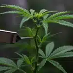 Poda y entrenamiento en plantas de semillas con aroma o terpenos de fresa.