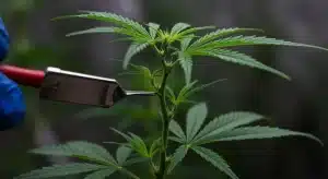 Poda y entrenamiento en plantas de semillas con aroma o terpenos de fresa.