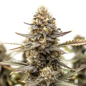 Flor de cannabis Purple Kush F1 con cogollo central compacto, alta cobertura de tricomas y estructura híbrida uniforme.