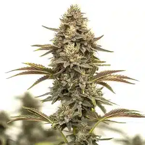 Flor de cannabis Purple Urkle Auto con cogollo central compacto, abundantes tricomas y estructura autofloreciente.