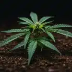 Mejores semillas THC:CBD (1:1) para cultivos equilibrados y sanos.