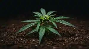 Mejores semillas THC:CBD (1:1) para cultivos equilibrados y sanos.